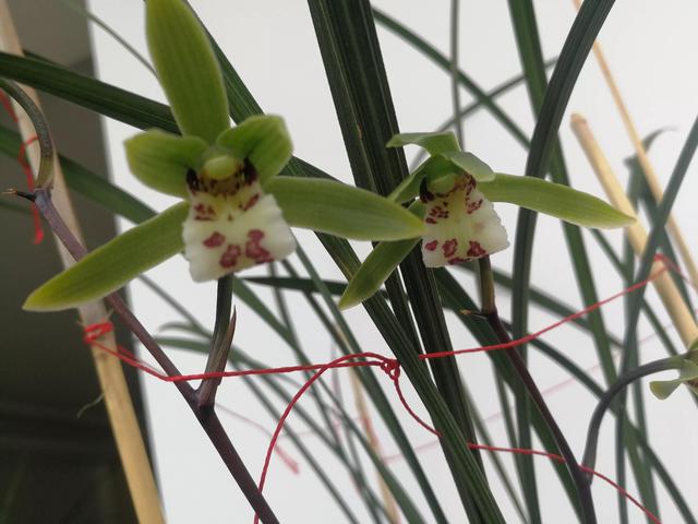 兰花界中以一个县名命名的兰花一一丘北冬蕙兰,迎接冬天的到来