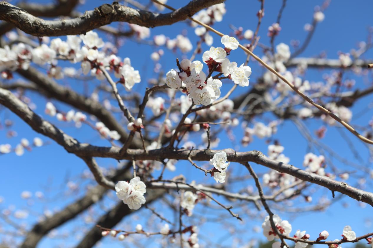 2023沈阳市浑南区杏花节暨四季游活动开幕