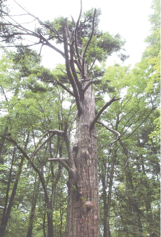 紫杉醇提取成本难题的解决之道:人工种植红豆杉效益的提升方法