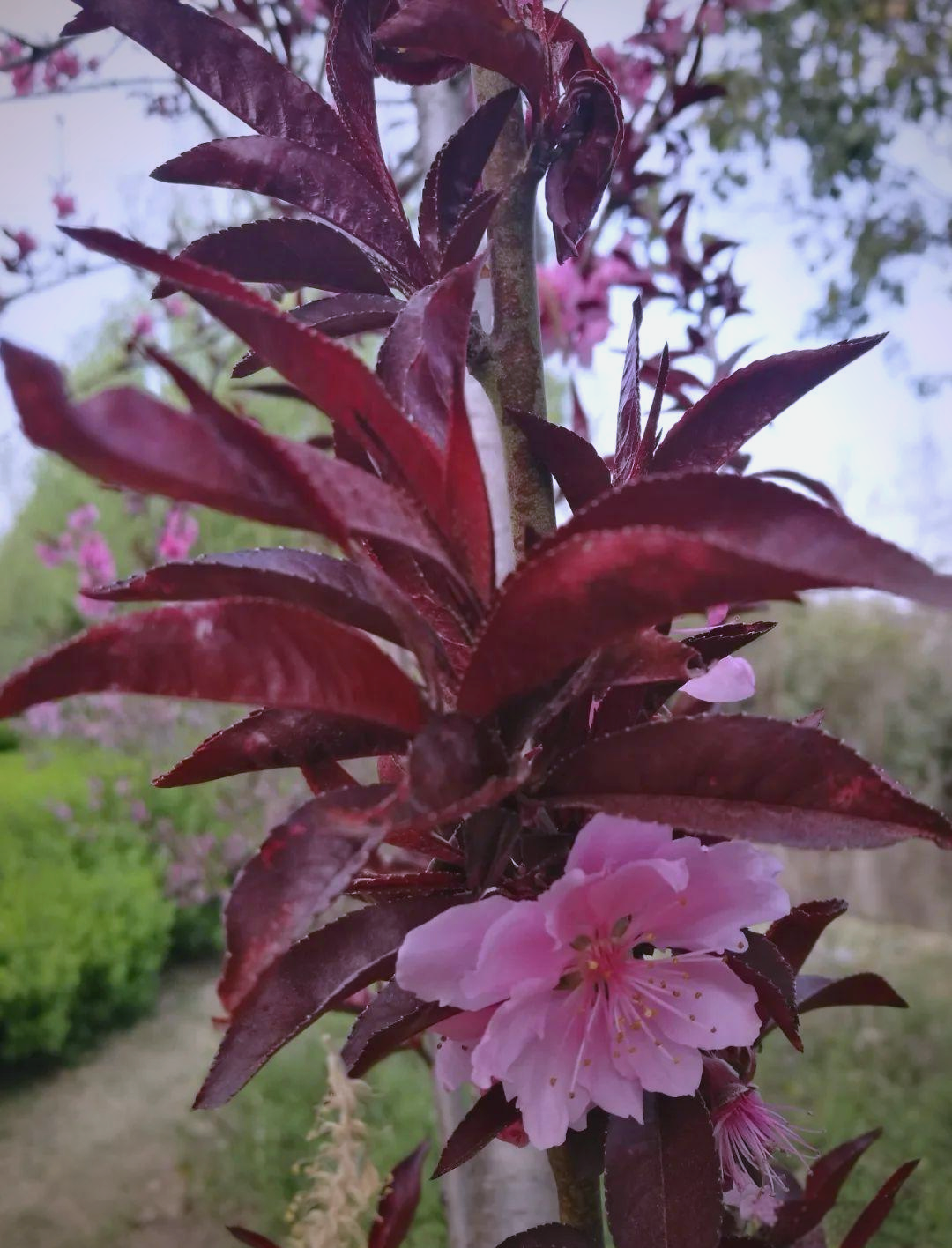 紫叶桃花:从外观到花语的全方位解读