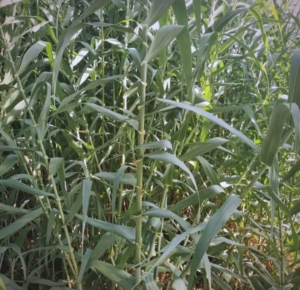 绿洲一号牧草:高产,耐寒,多用途,如何种植?