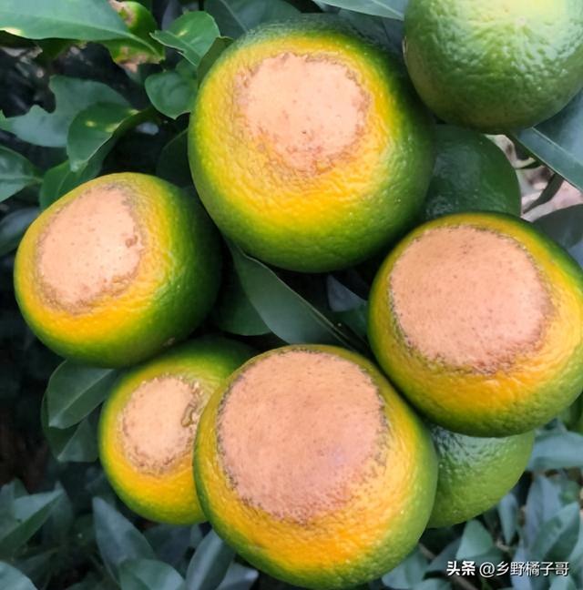 怎么防治柑橘日灼病