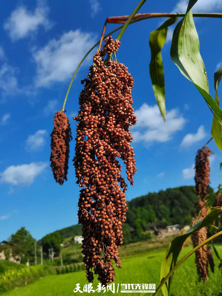 高粱 优质问答专区