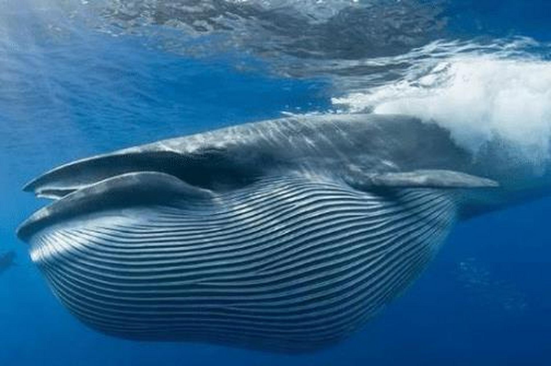 日本人为何执意要杀鲸鱼?吃肉不是主要原因,背后的阴谋值得警惕!