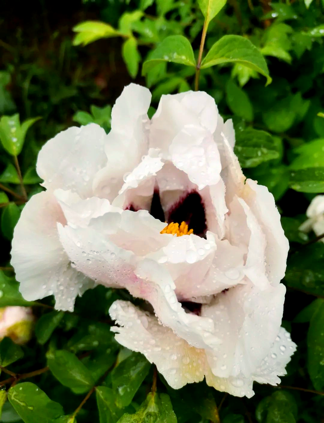 雨后牡丹的盛景与感悟