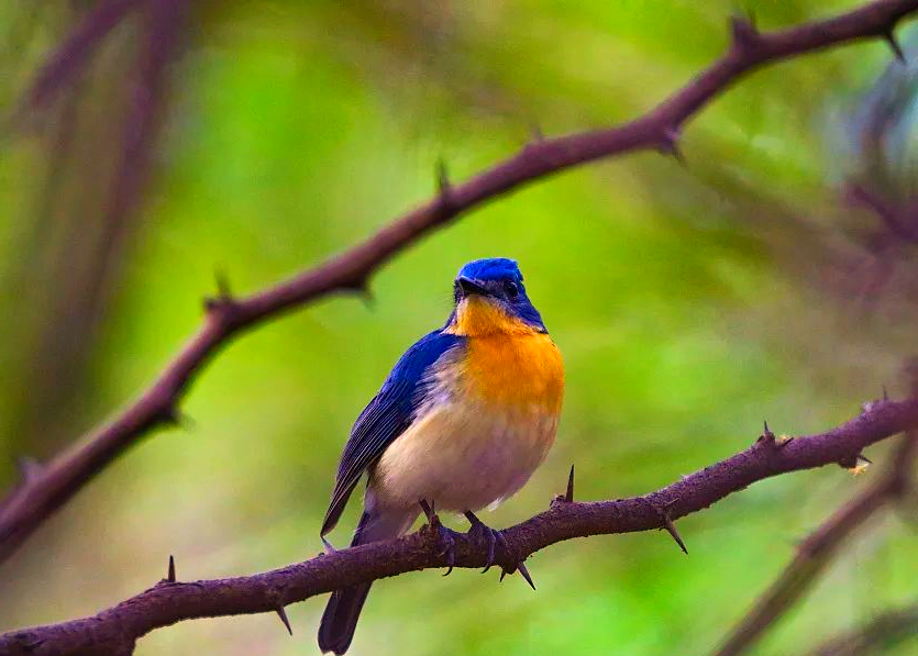 robinbird(罗宾鸟):品牌故事与介绍