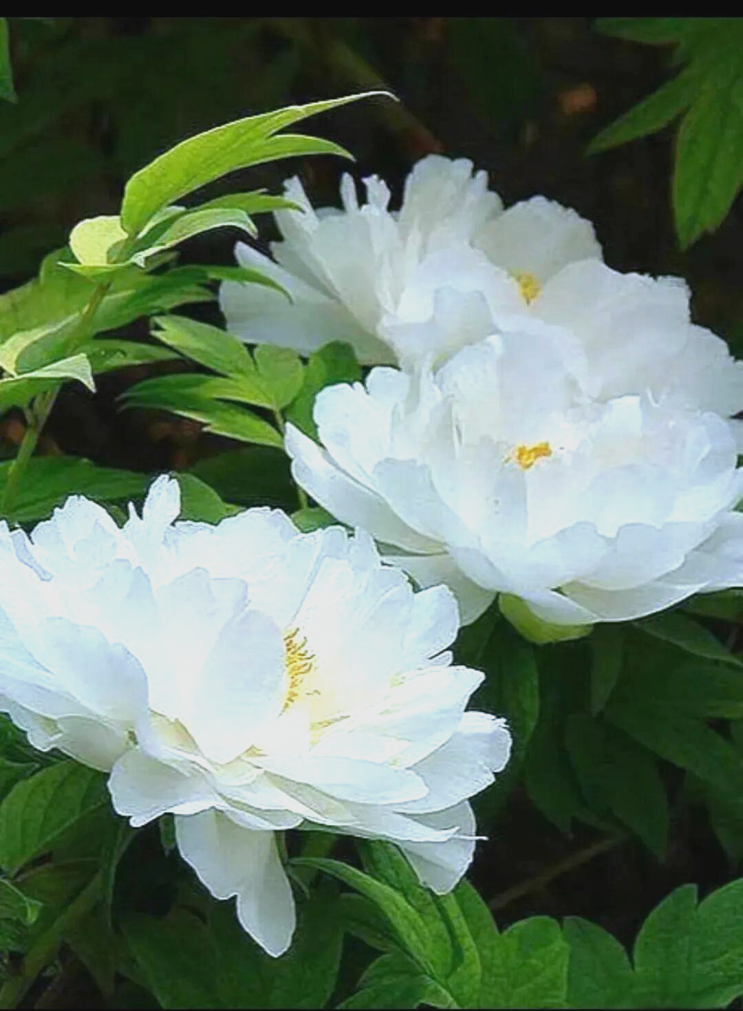 高淳四宝与传说中的白牡丹传奇