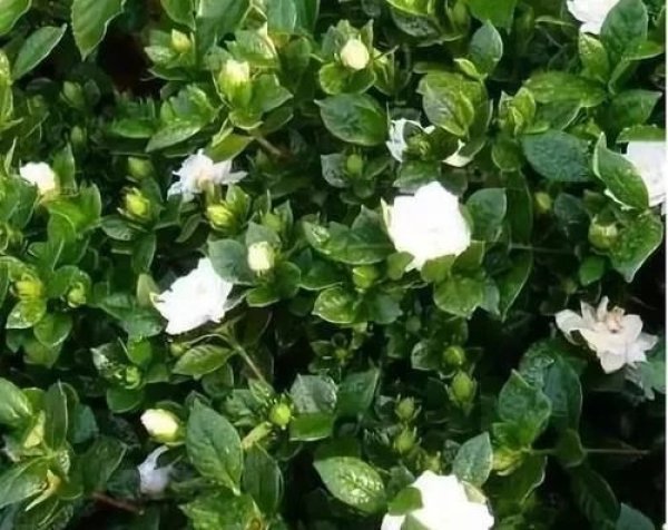 被夏季高温摧残的花不要扔,这几个地方砍几刀,立马复活