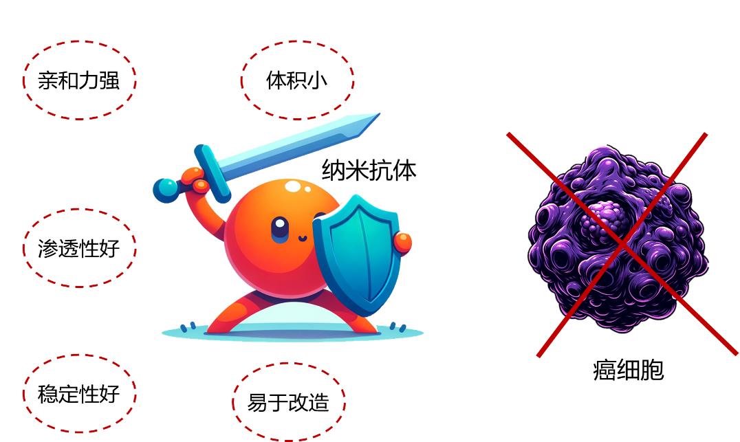 【科学普及】纳米抗体——微小战士助力肿瘤攻坚战
