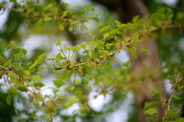 银杏树的花图片