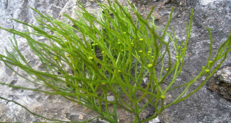 松叶兰是被子植物吗