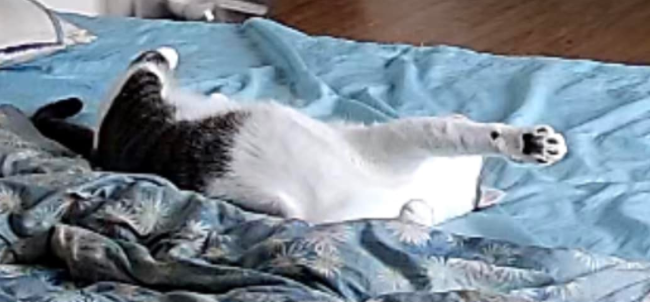 主人打开监控,发现猫咪在家盯着一颗猫砂看了整整30分钟 主人打开监控,发现猫咪在家盯着一颗猫砂看了整整30分钟