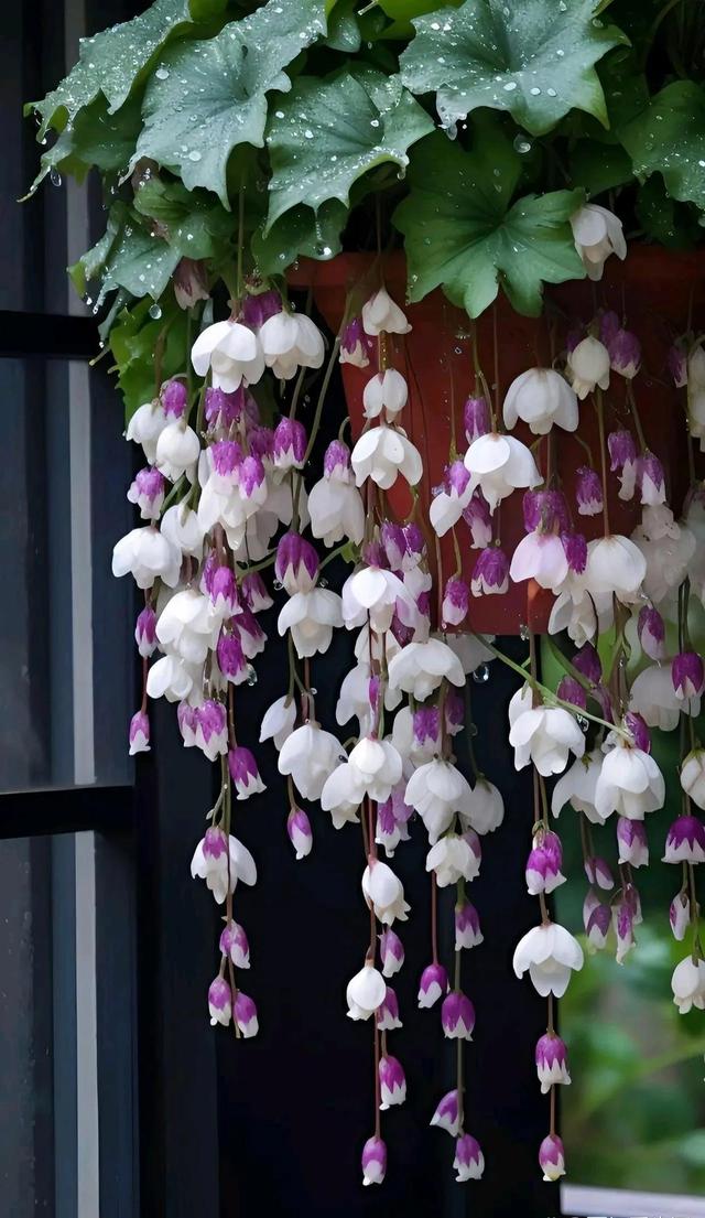 唯美壁纸〡唯美治愈,以前鲜花是礼物,现在鲜花是生活