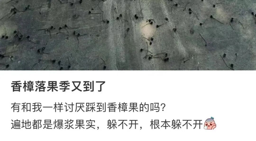 一踩就爆浆萧山街头开始大量出现有人欢喜有人忧