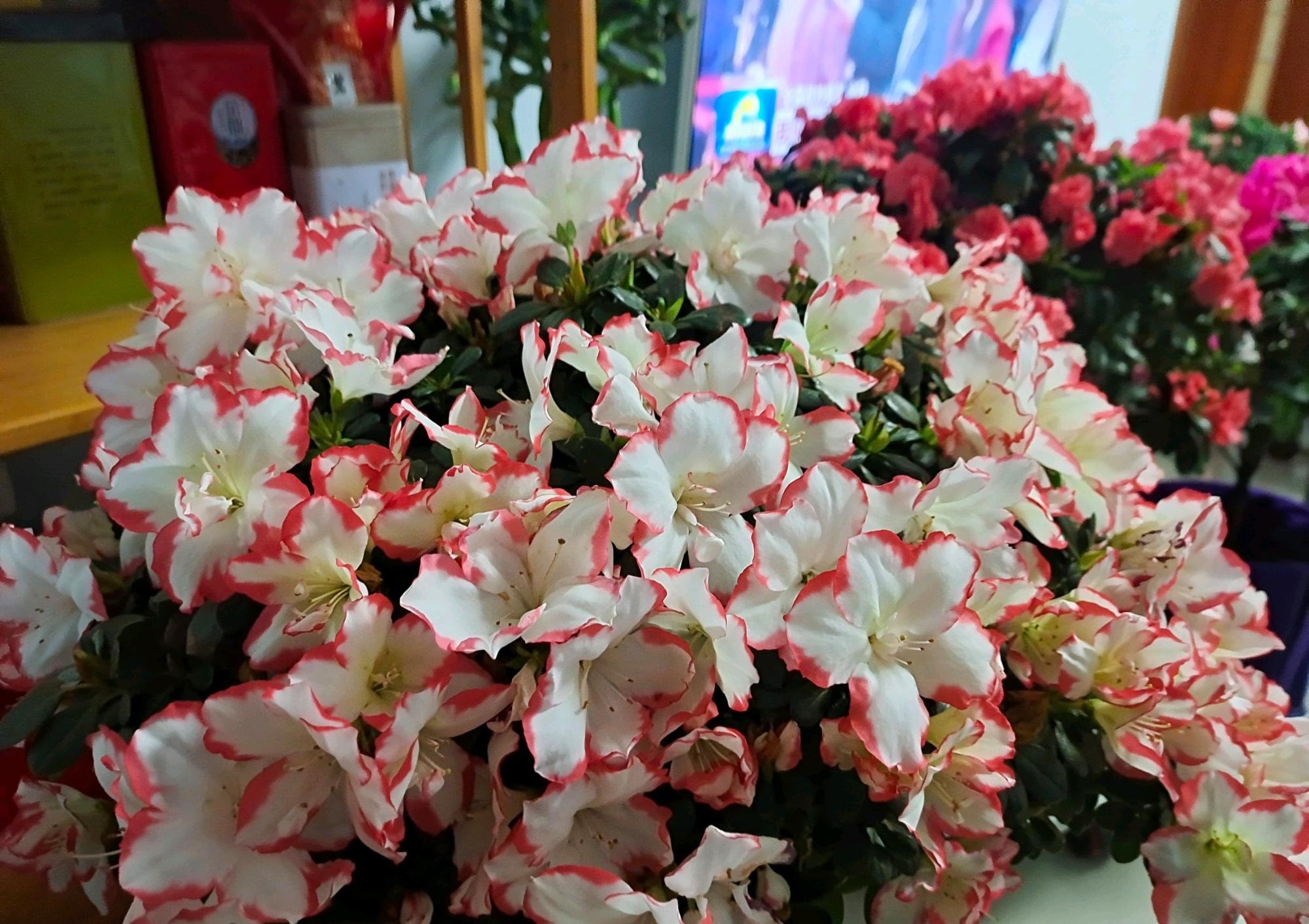 喜欢养杜鹃花,就选"彩钻杜鹃",好养易打理,颜值高且花期长