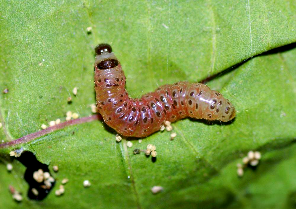 桃蛀螟的危害与防治方法详解