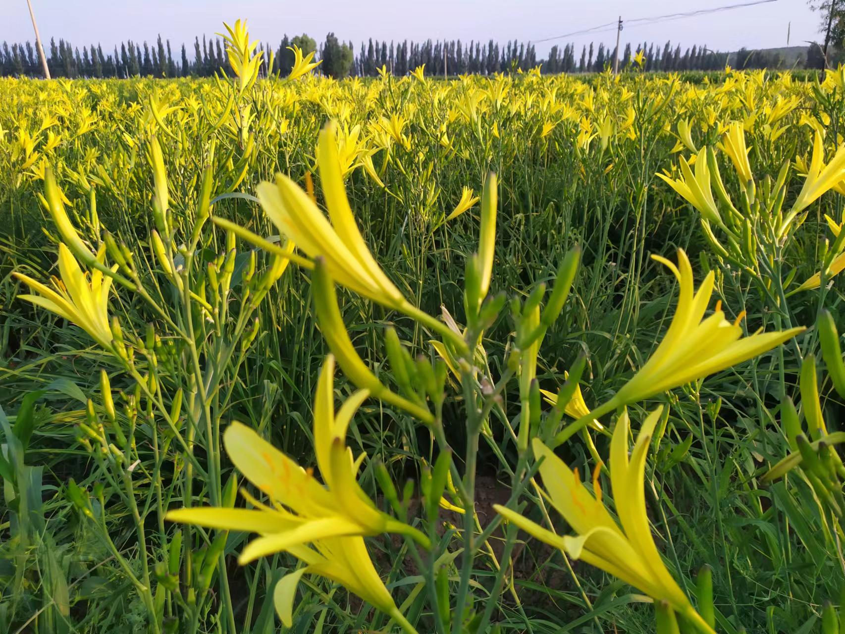 致富花开幸福来 2023大同黄花丰收活动月即将启幕