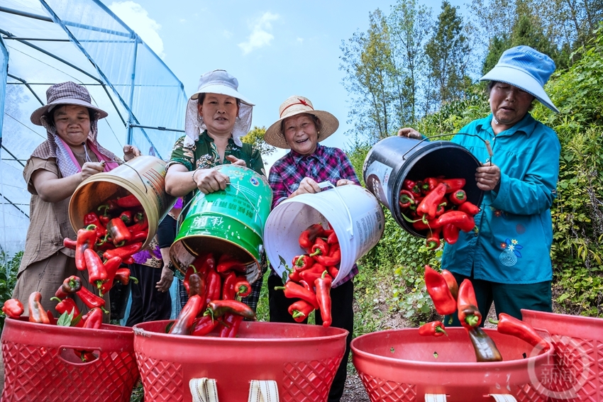 "秋韵"(33)|上游主题摄影征稿作品展——梁国华作品