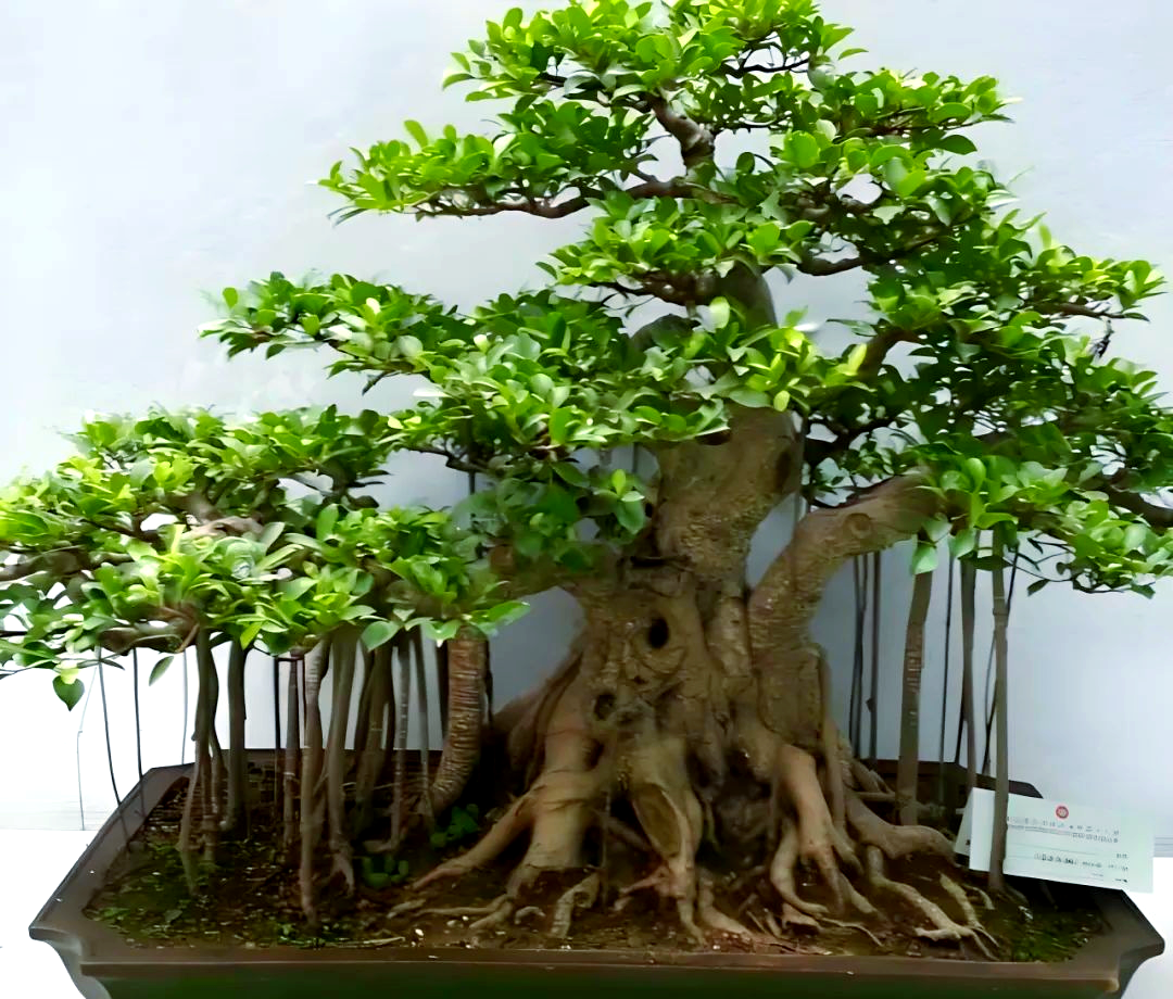 盆栽榕树养殖指南:掌握这些方法,让你的榕树茁壮成长