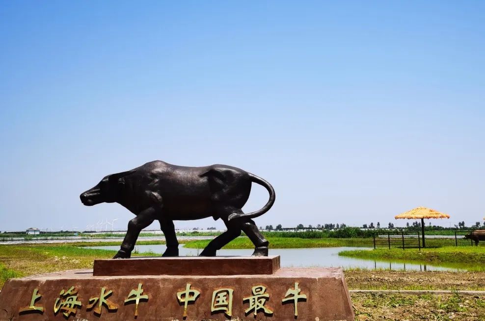 "抢救"上海水牛"一波三折",留住独特基因,留住江南乡愁