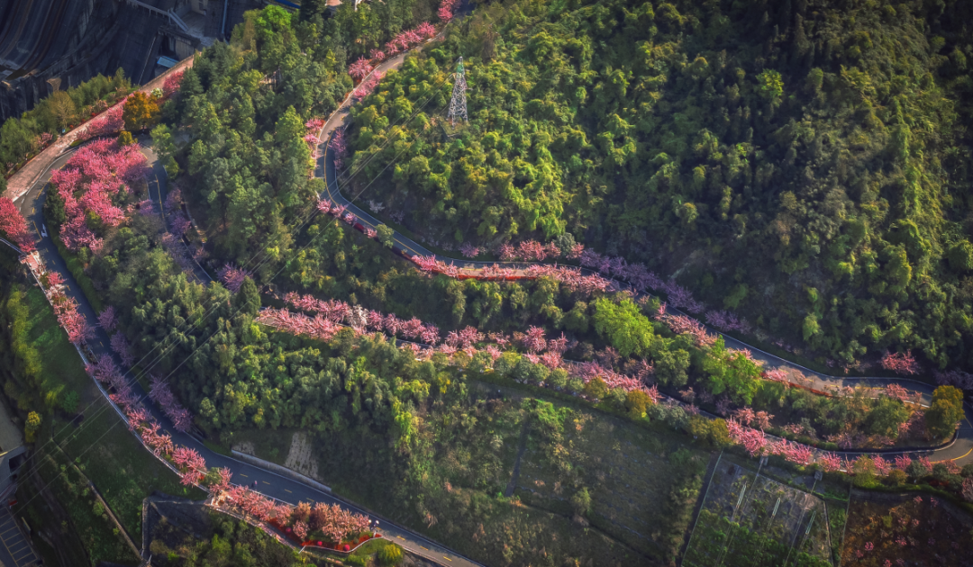 花開十堰|櫻花開了,一眼就心動