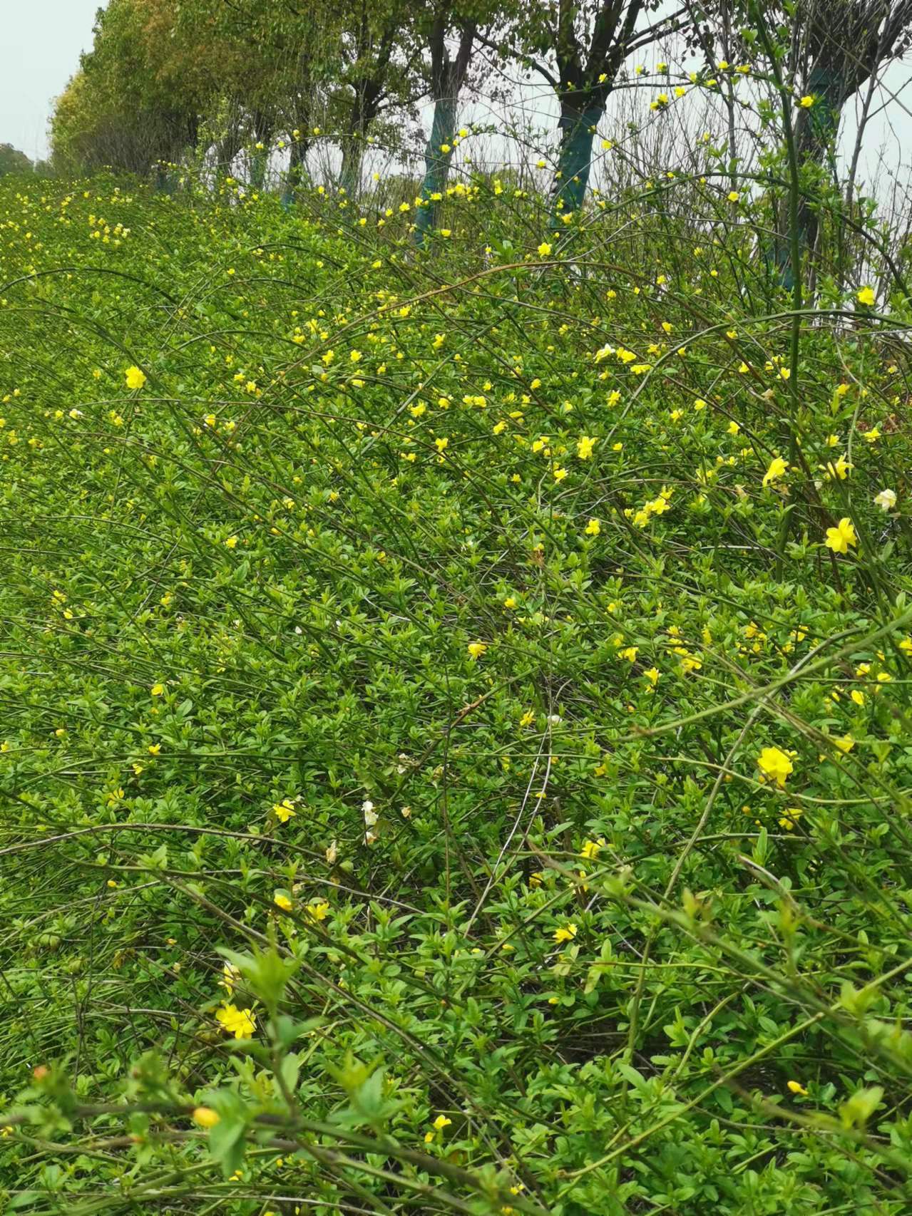 安九公路春日即景