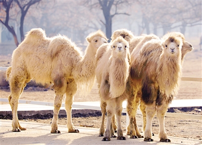 动物园里来了一群白骆驼