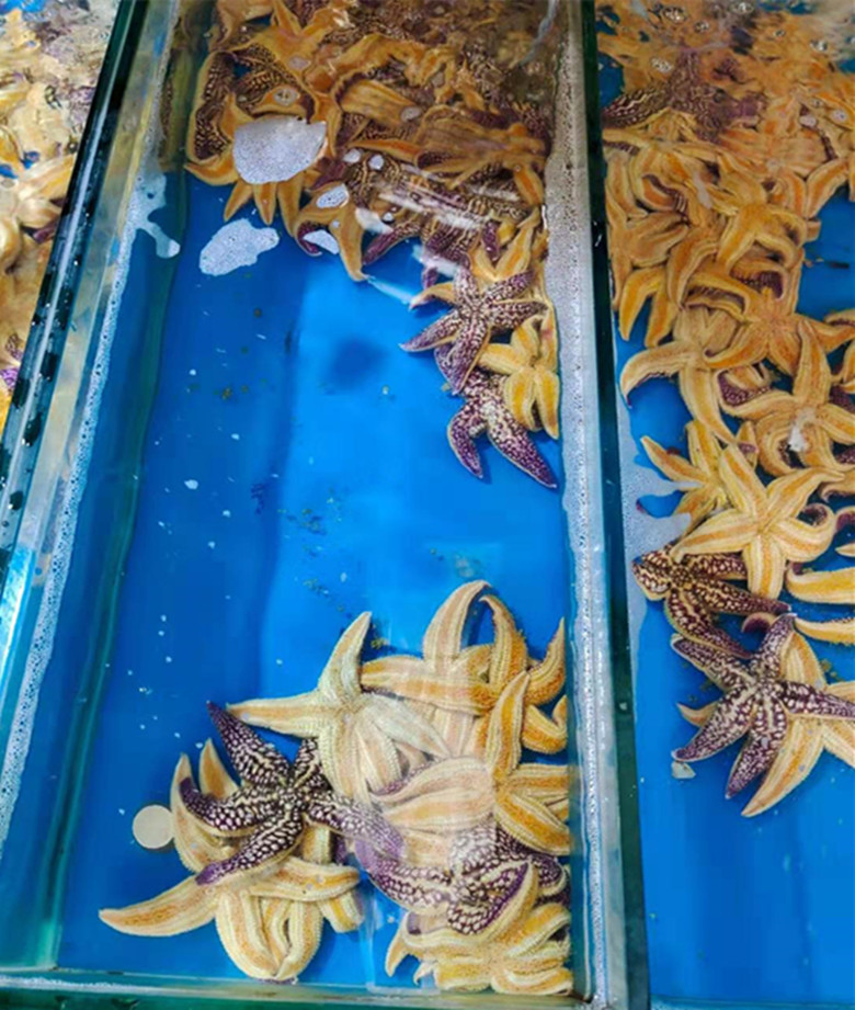 听说今年青岛海星泛滥,想去市场捡个漏,打听一下价格蒙圈了