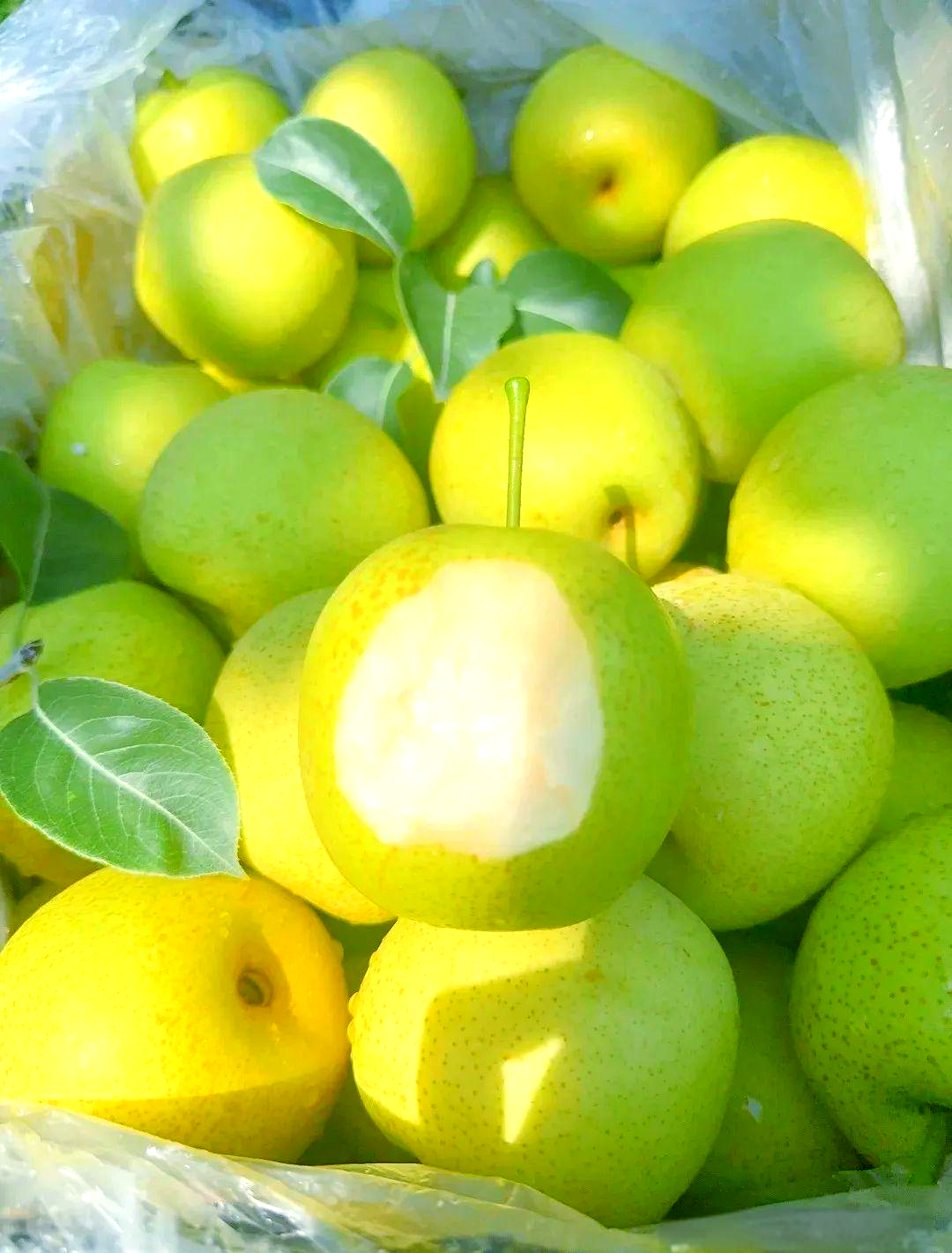 秋梨:秋日里的健康宝藏,探索其丰富的营养与益处