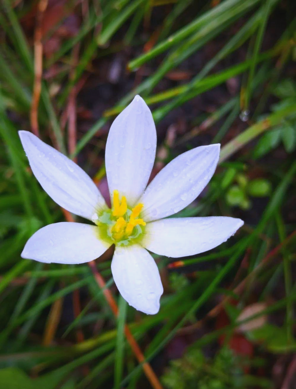 葱兰的魅力与养护指南,从种植到分株全攻略