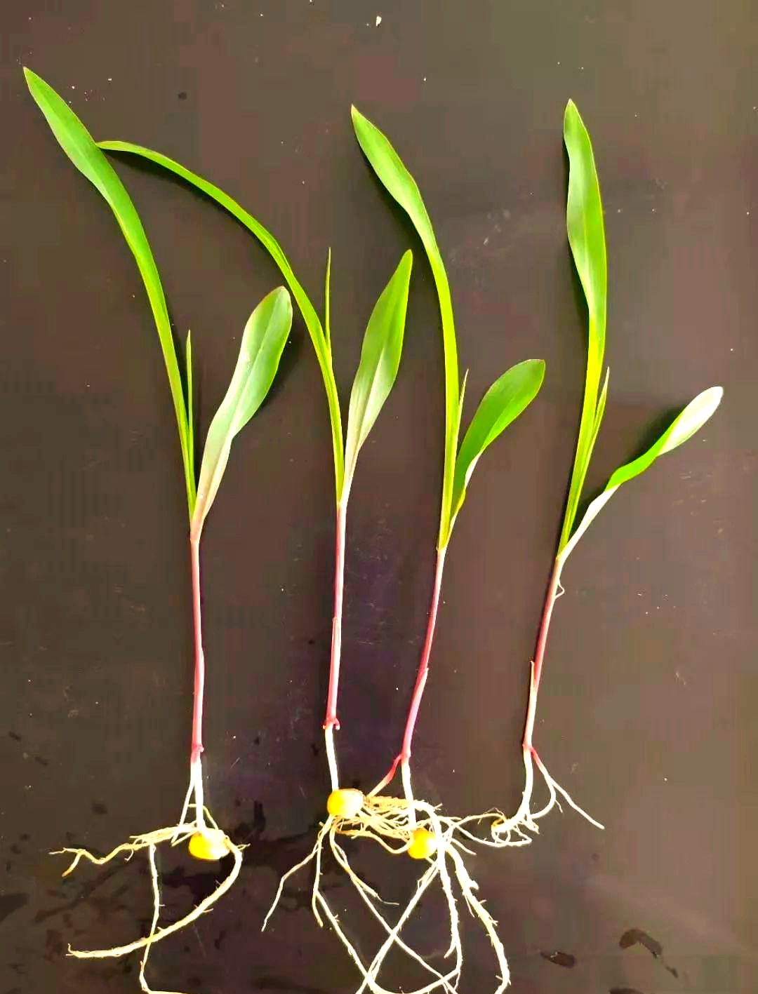 玉米发芽的多个阶段照片,详细展示生长过程