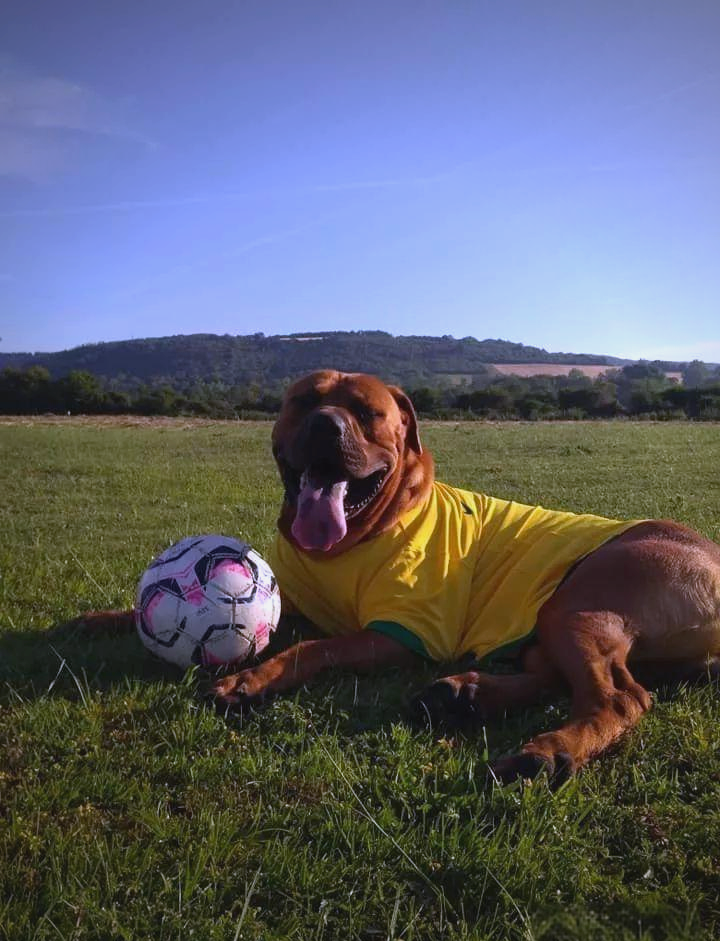 土佐犬:理想的伴侣犬选择