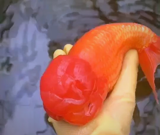 巨型王字虎头金鱼,霸气十足,鱼友盛赞其三斤重!