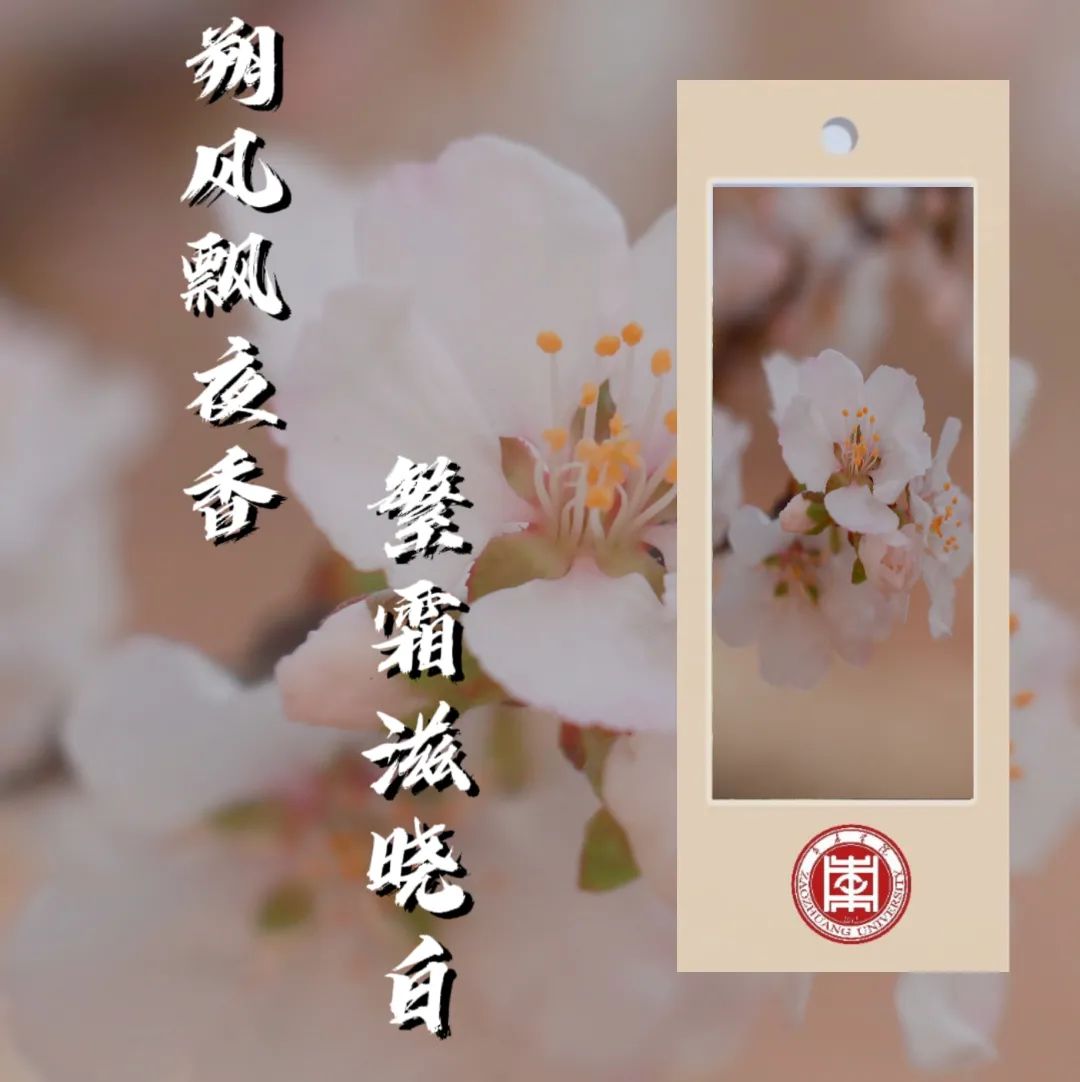 spring 枣庄学院 春风拂槛里 含苞花红时 当春色泛起波澜 我们用书签
