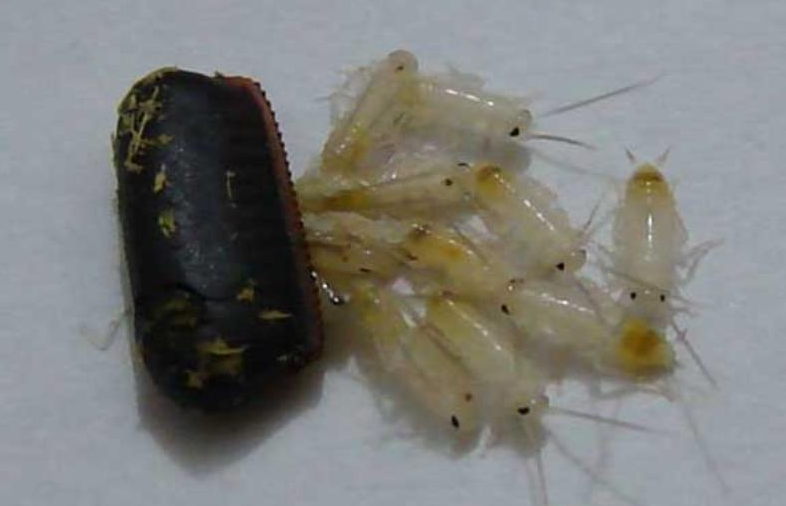 如何消灭蟑螂卵?要是不小心碰到了蟑螂卵鞘会怎样?