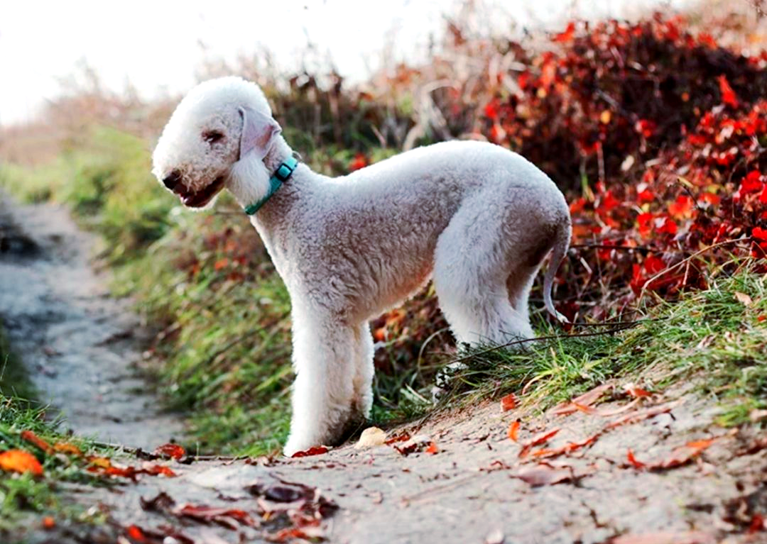 从猎犬到家庭伴侣,贝灵顿梗的华丽转身