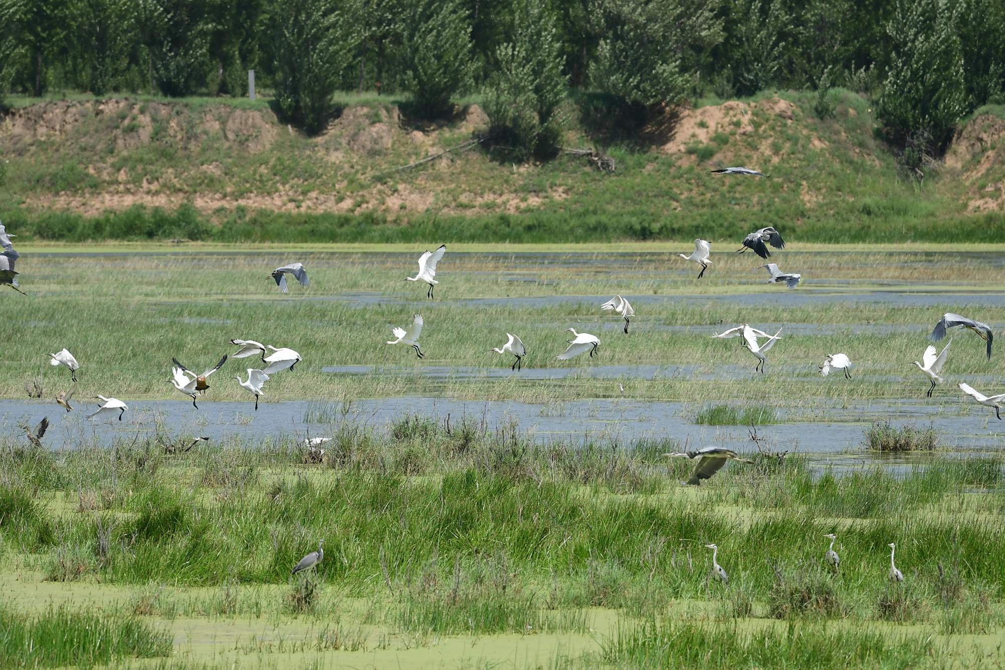 2021年山西怀仁口泉河国家湿地公园通过验收挂牌