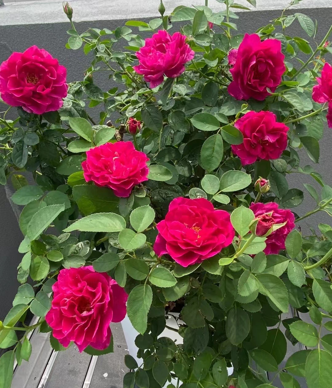 有种月季名叫"暮光之城",颜值高,香味浓,爱开花,你值得拥有