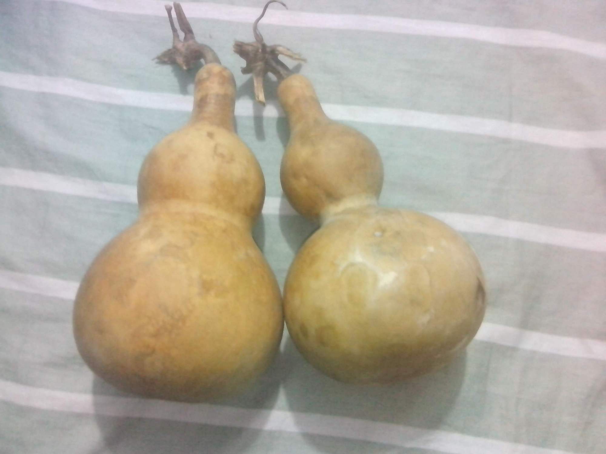 葫芦表面斑怎么处理