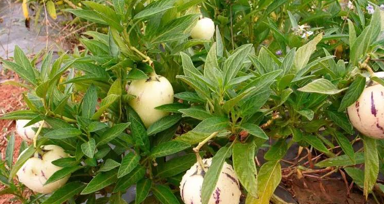 人参果种植技术与管理方法