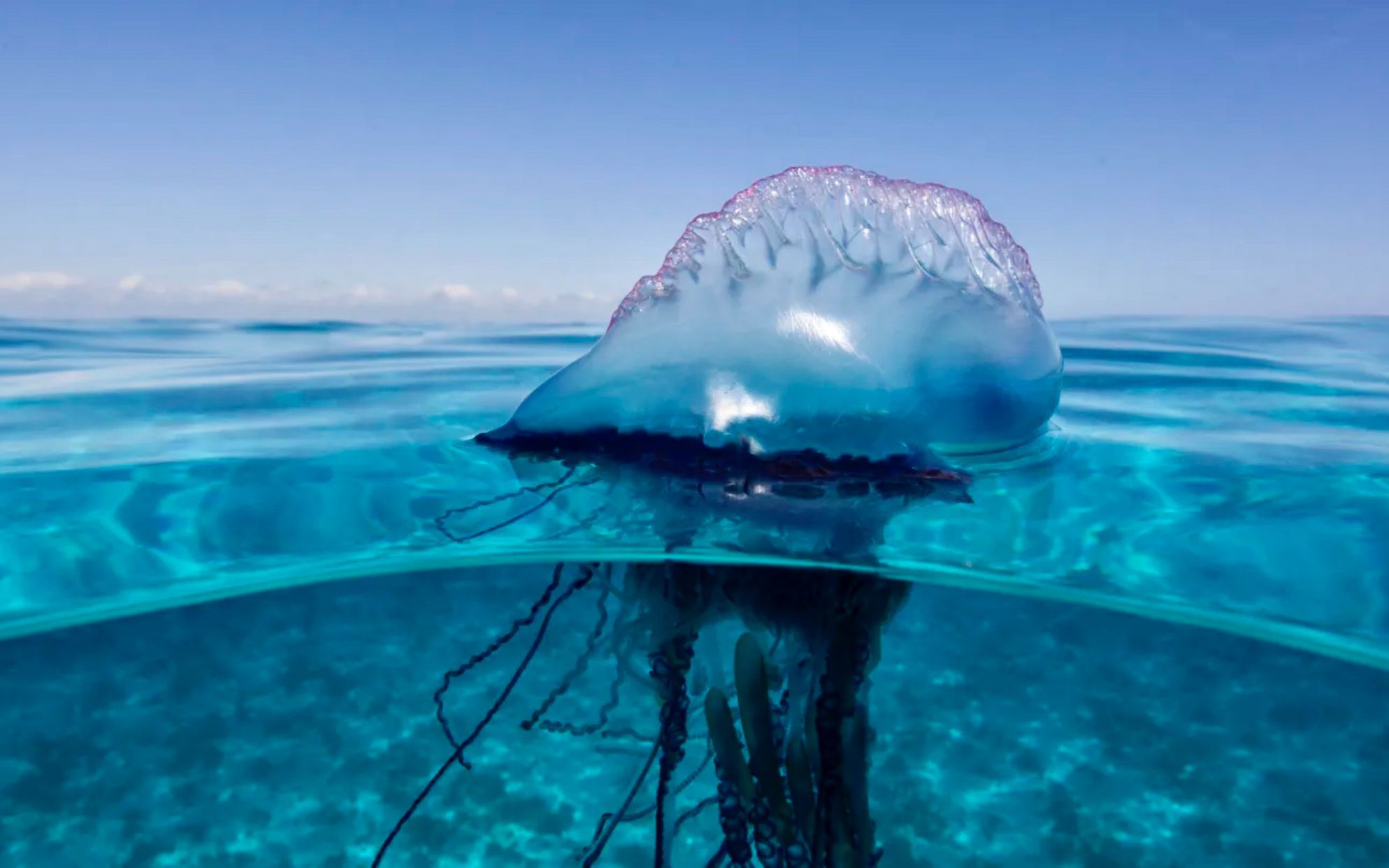 你知道海洋中最毒的生物有哪些吗?