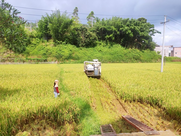 兴业县洛阳镇:水稻果蔗交叉种植模式迎丰收
