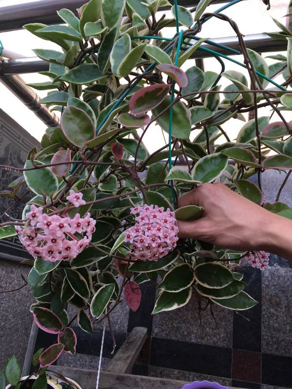 室内盆栽"新宠"—三色球兰,观叶又赏花,芬芳馥郁,开花也勤奋