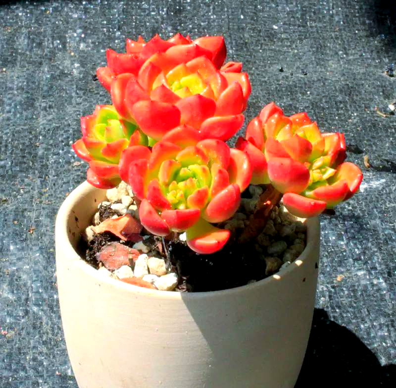 蒂亚多肉植物的养护指南:光照与配土的重要性