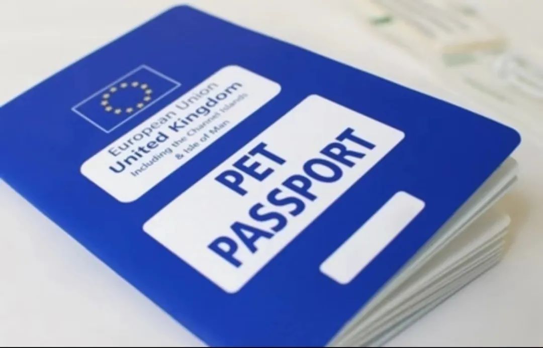 还在发愁宠物怎么带回国bv这篇保姆级回国宠物托运攻略来啦