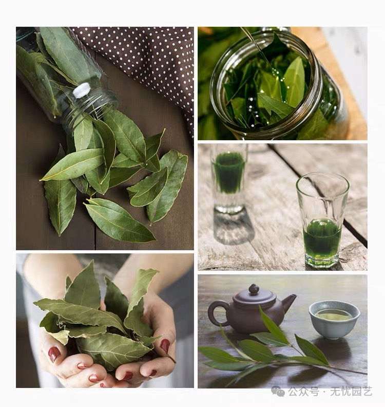 诗人的桂冠独特的香料植物—地中海月桂