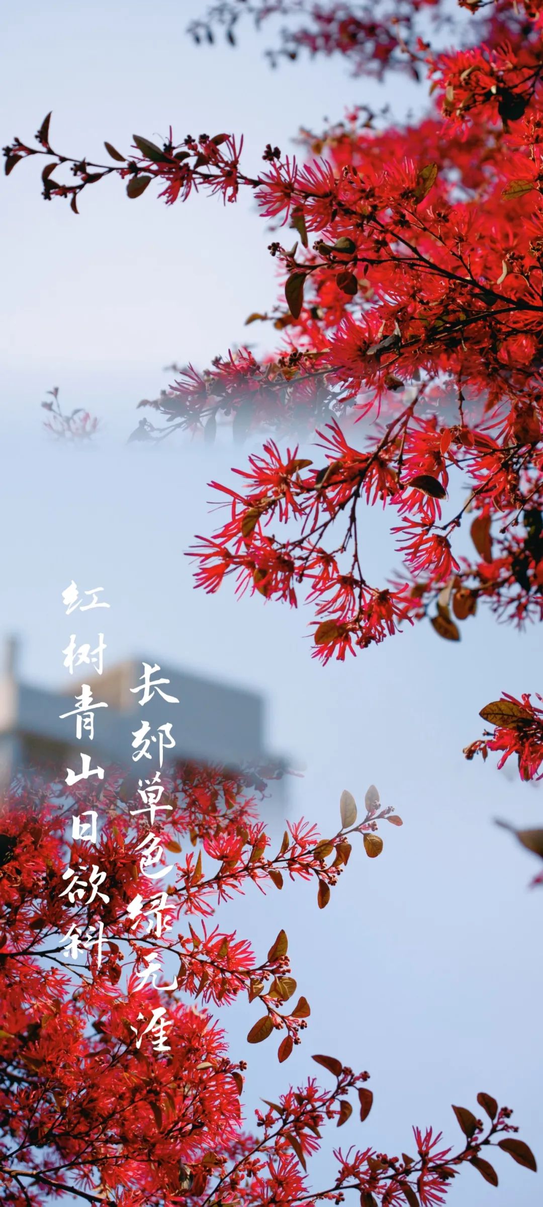 南昌大学的"花样年华"