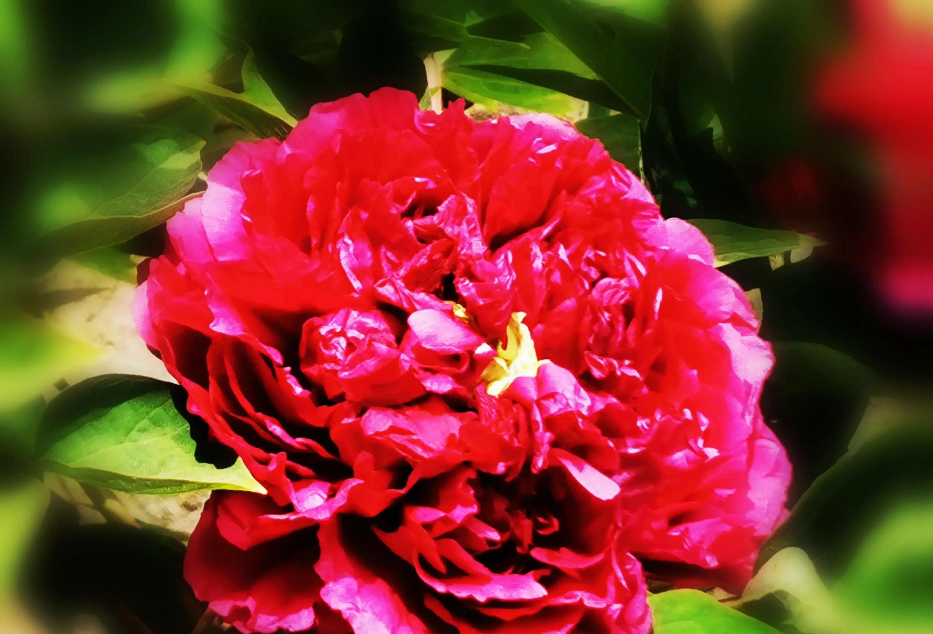 兴庆宫的牡丹美,还是华为手机出大片,这组九宫格牡丹花特别养眼养心吧