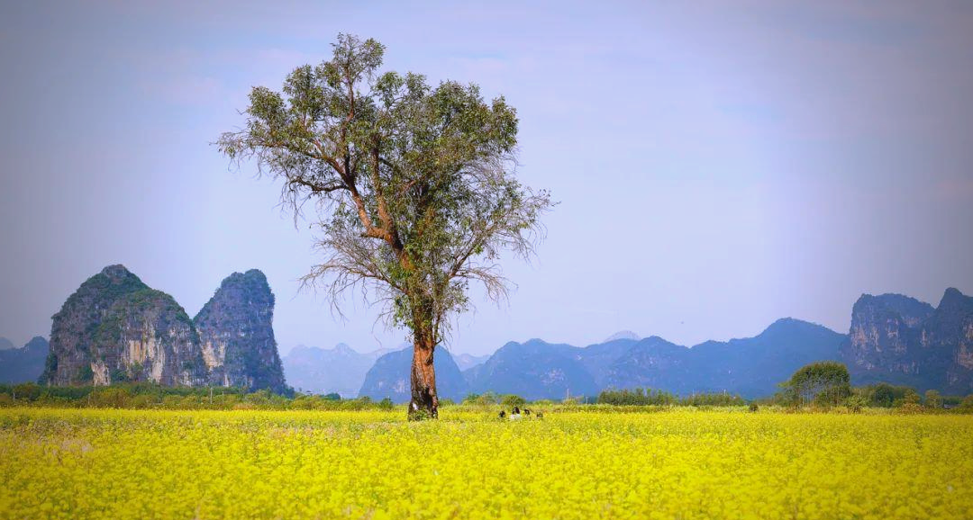 冬日上林:油菜花海带来独特金色体验