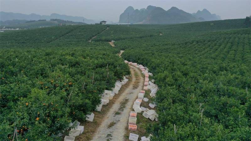 广西最大沃柑基地图片